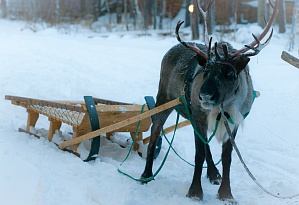 The first sledge-ride of our horse+reindeer team this season!