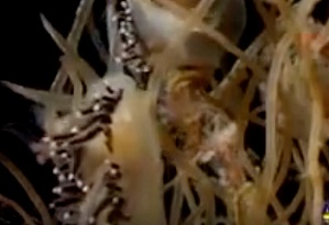 Nudibranchs on hydroids