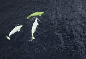 Beluga Whale Hunting