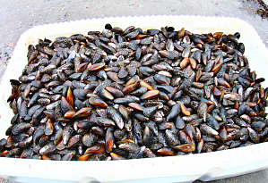 Mussel Festival - can`t be missed!